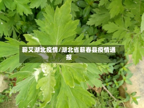 蕲艾湖北疫情/湖北省蕲春县疫情通报-第3张图片