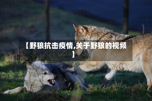 【野狼抗击疫情,关于野狼的视频】