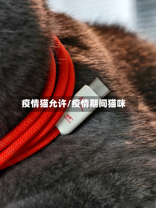 疫情猫允许/疫情期间猫咪
