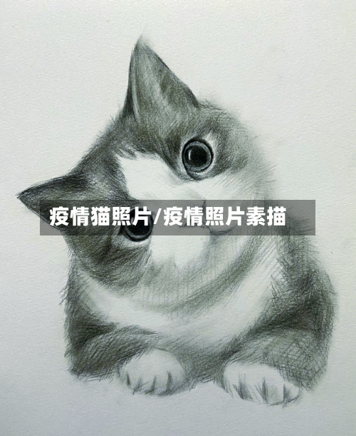 疫情猫照片/疫情照片素描-第2张图片