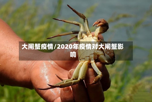 大闸蟹疫情/2020年疫情对大闸蟹影响