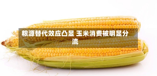 粮源替代效应凸显 玉米消费被明显分流-第2张图片