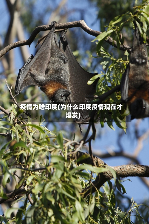 疫情为啥印度(为什么印度疫情现在才爆发)-第2张图片