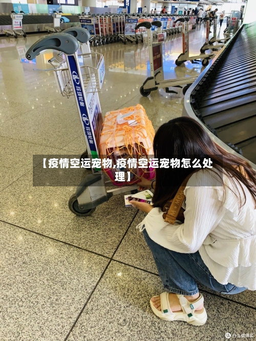 【疫情空运宠物,疫情空运宠物怎么处理】