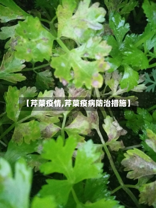 【芹菜疫情,芹菜疫病防治措施】-第2张图片