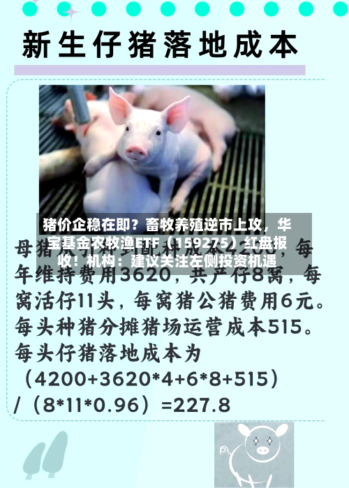 猪价企稳在即？畜牧养殖逆市上攻	，华宝基金农牧渔ETF（159275）红盘报收！机构：建议关注左侧投资机遇-第2张图片