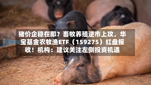 猪价企稳在即？畜牧养殖逆市上攻，华宝基金农牧渔ETF（159275）红盘报收！机构：建议关注左侧投资机遇-第3张图片