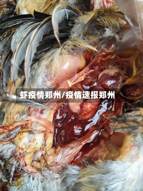 虾疫情郑州/疫情速报郑州