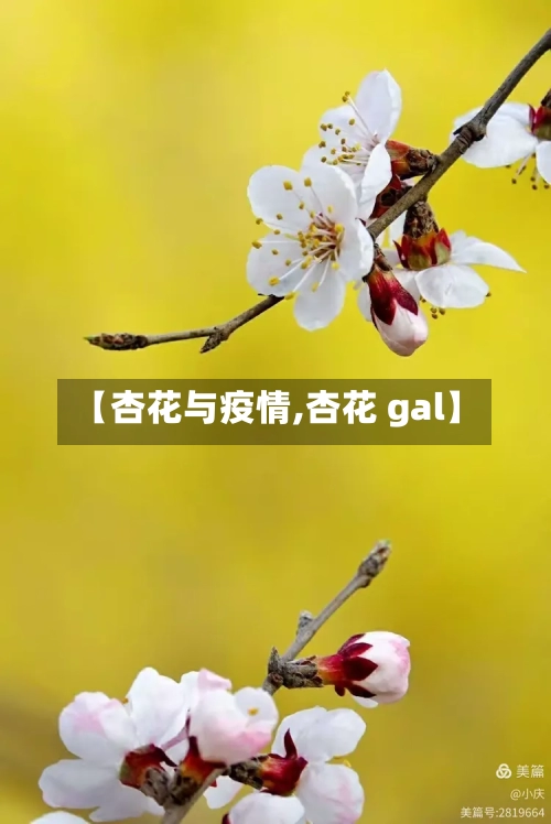 【杏花与疫情,杏花 gal】-第2张图片