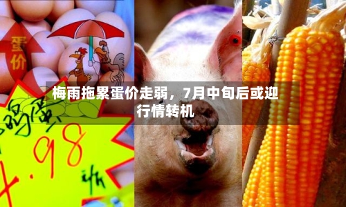 梅雨拖累蛋价走弱	，7月中旬后或迎行情转机-第3张图片