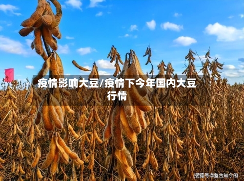 疫情影响大豆/疫情下今年国内大豆行情