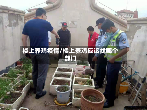 楼上养鸡疫情/楼上养鸡应该找哪个部门-第2张图片