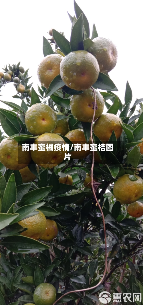 南丰蜜橘疫情/南丰蜜桔图片