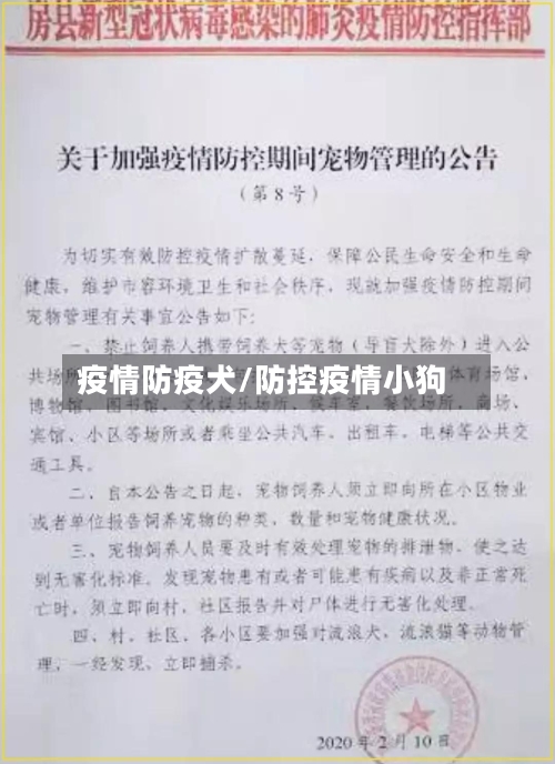 疫情防疫犬/防控疫情小狗-第3张图片