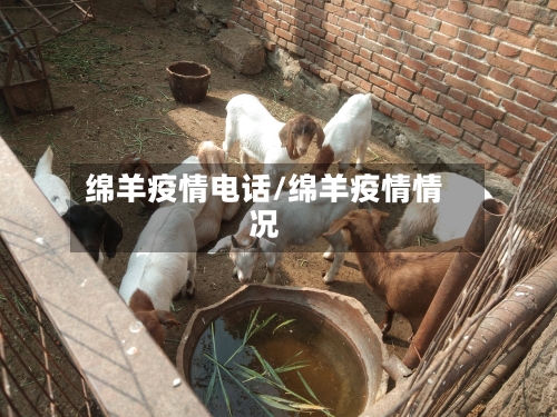 绵羊疫情电话/绵羊疫情情况