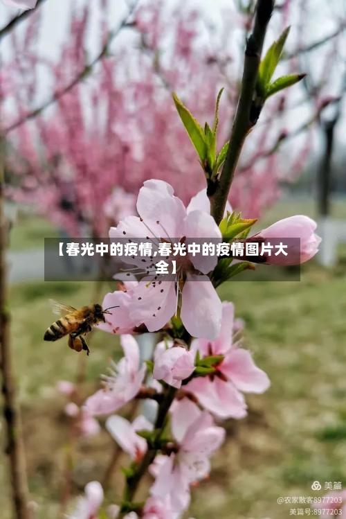 【春光中的疫情,春光中的疫情图片大全】-第3张图片