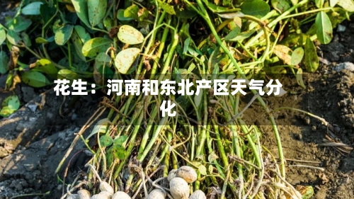 花生:河南和东北产区天气分化-第2张图片