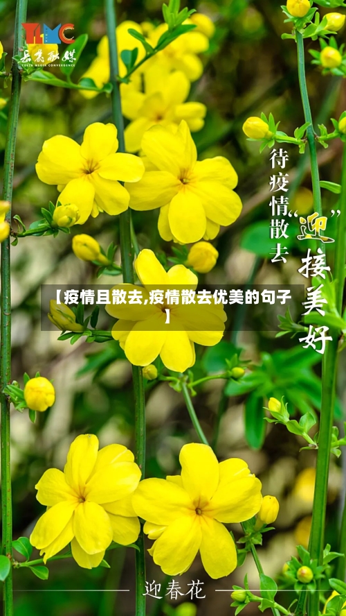 【疫情且散去,疫情散去优美的句子】