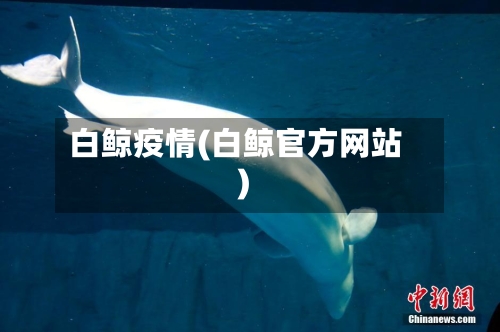 白鲸疫情(白鲸官方网站)