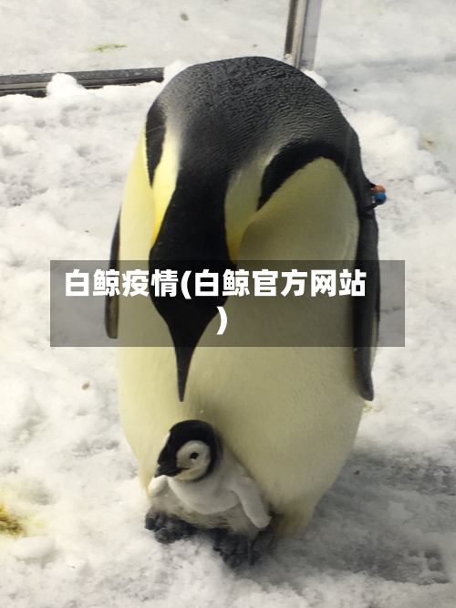 白鲸疫情(白鲸官方网站)-第2张图片