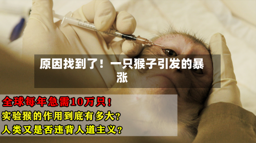 原因找到了！一只猴子引发的暴涨-第2张图片