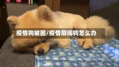 疫情狗被困/疫情期间狗怎么办-第2张图片