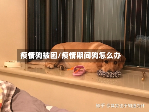 疫情狗被困/疫情期间狗怎么办