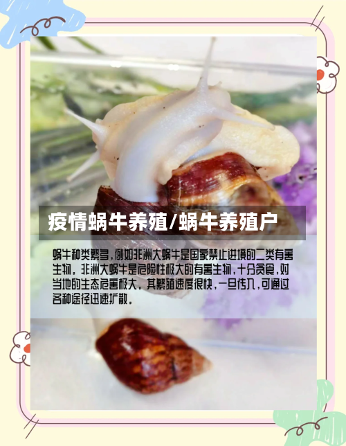 疫情蜗牛养殖/蜗牛养殖户