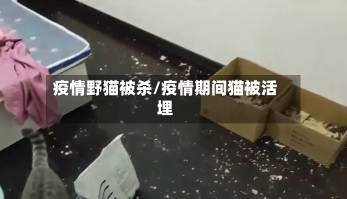 疫情野猫被杀/疫情期间猫被活埋-第2张图片