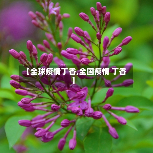 【全球疫情丁香,全国疫情 丁香】-第2张图片
