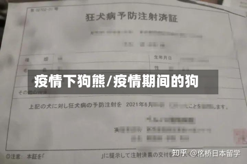 疫情下狗熊/疫情期间的狗-第2张图片