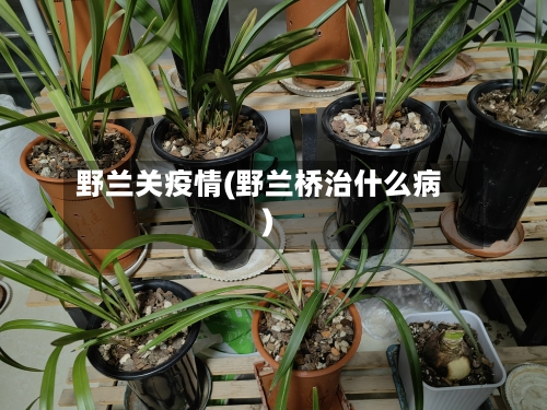 野兰关疫情(野兰桥治什么病)
