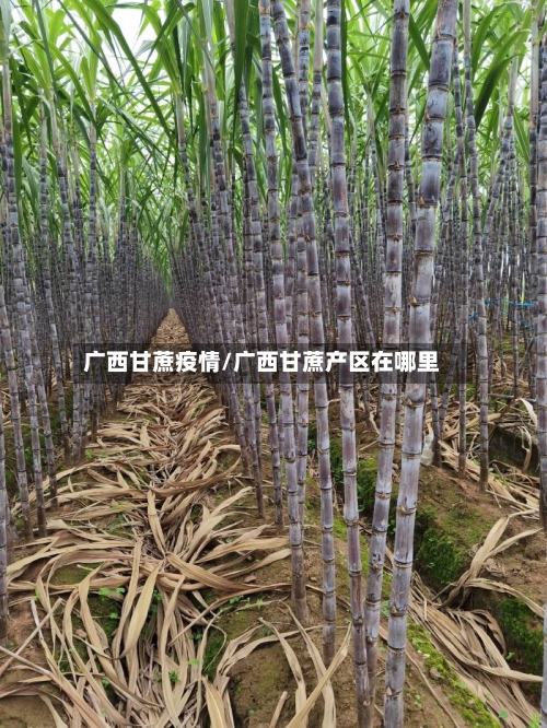 广西甘蔗疫情/广西甘蔗产区在哪里-第3张图片