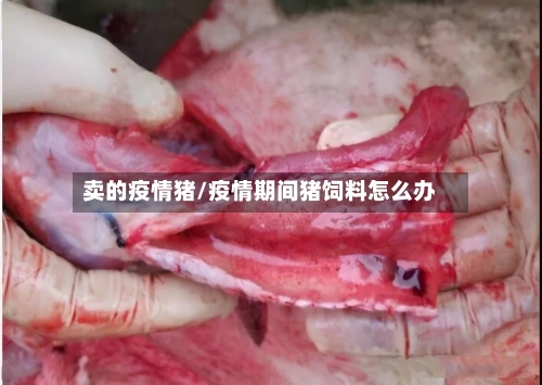 卖的疫情猪/疫情期间猪饲料怎么办-第2张图片