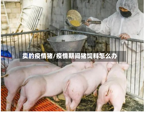 卖的疫情猪/疫情期间猪饲料怎么办