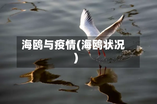 海鸥与疫情(海鸥状况)