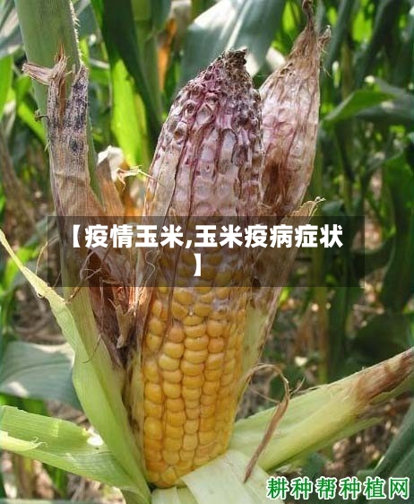 【疫情玉米,玉米疫病症状】