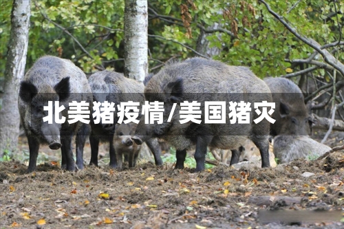 北美猪疫情/美国猪灾-第3张图片