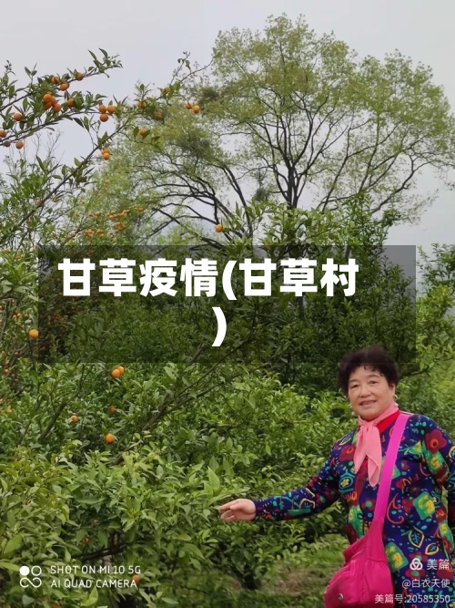 甘草疫情(甘草村)