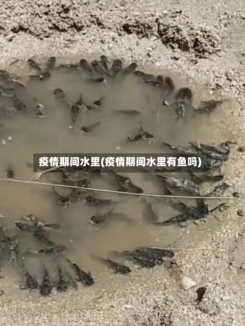 疫情期间水里(疫情期间水里有鱼吗)