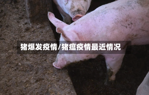 猪爆发疫情/猪瘟疫情最近情况-第2张图片