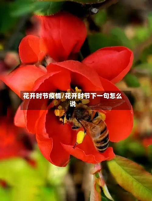 花开时节疫情/花开时节下一句怎么说