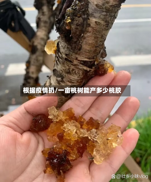 根据疫情扔/一亩桃树能产多少桃胶-第3张图片