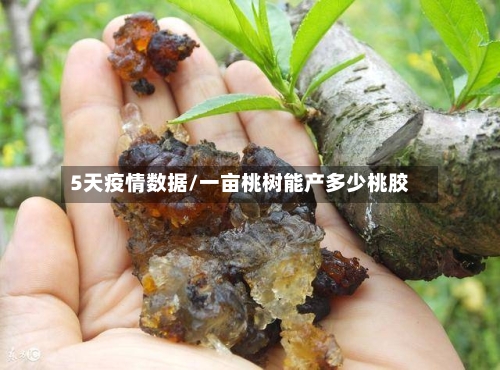 5天疫情数据/一亩桃树能产多少桃胶-第2张图片