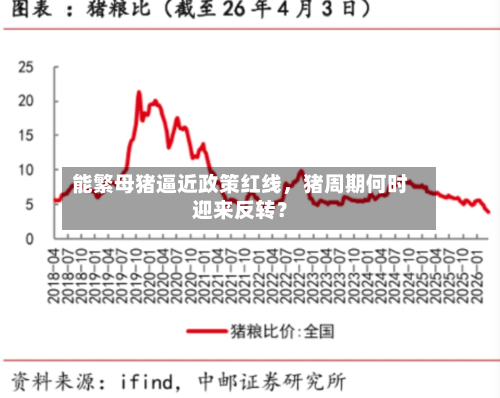 能繁母猪逼近政策红线，猪周期何时迎来反转？-第3张图片