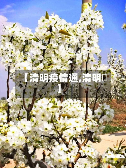 【清明疫情通,清明馃】