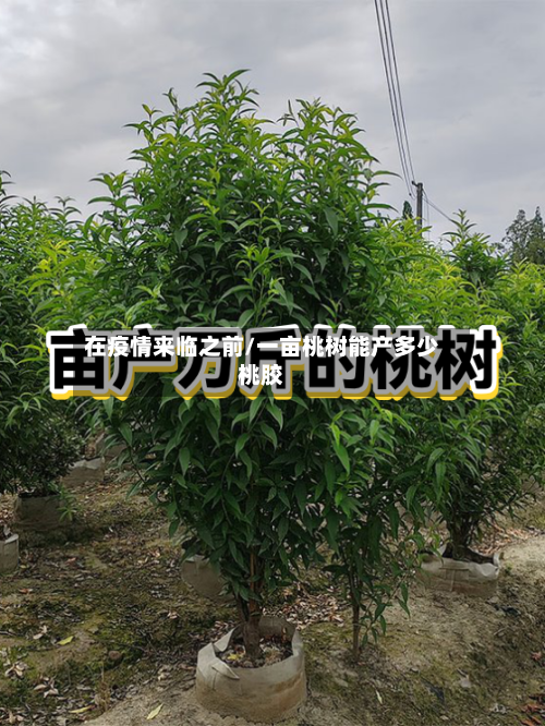 在疫情来临之前/一亩桃树能产多少桃胶