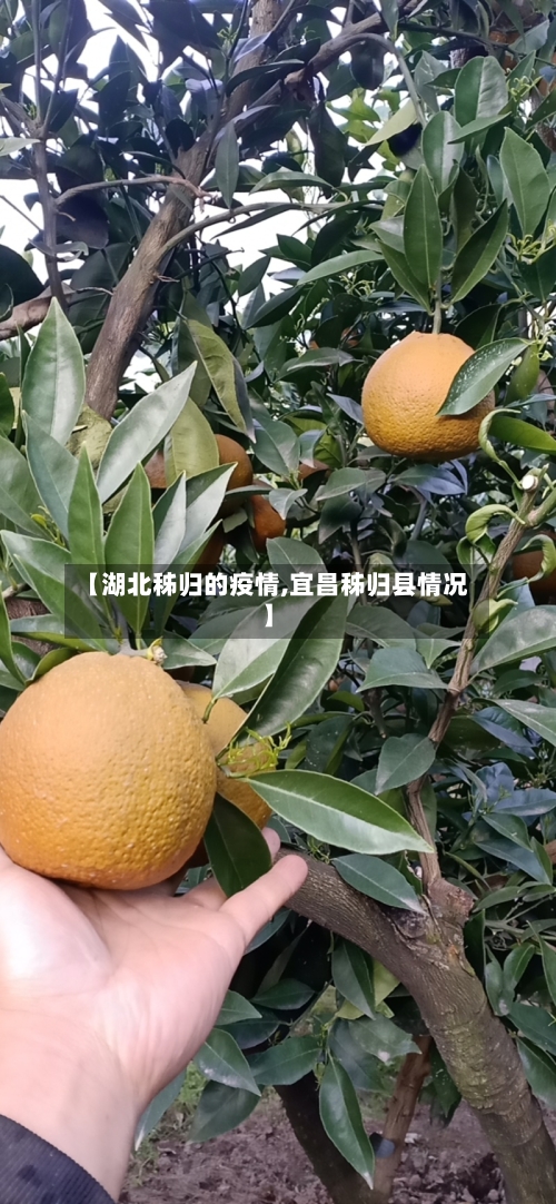 【湖北秭归的疫情,宜昌秭归县情况】-第3张图片