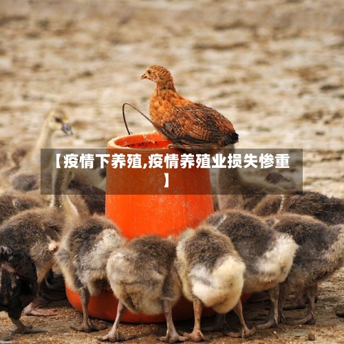 【疫情下养殖,疫情养殖业损失惨重】-第3张图片