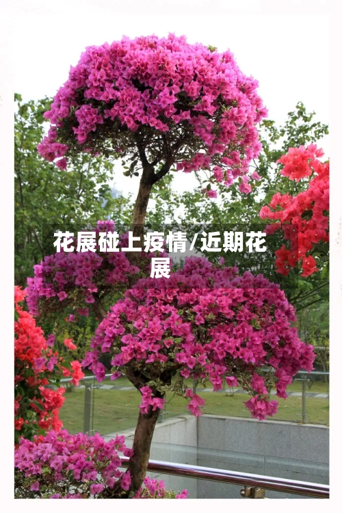 花展碰上疫情/近期花展-第2张图片